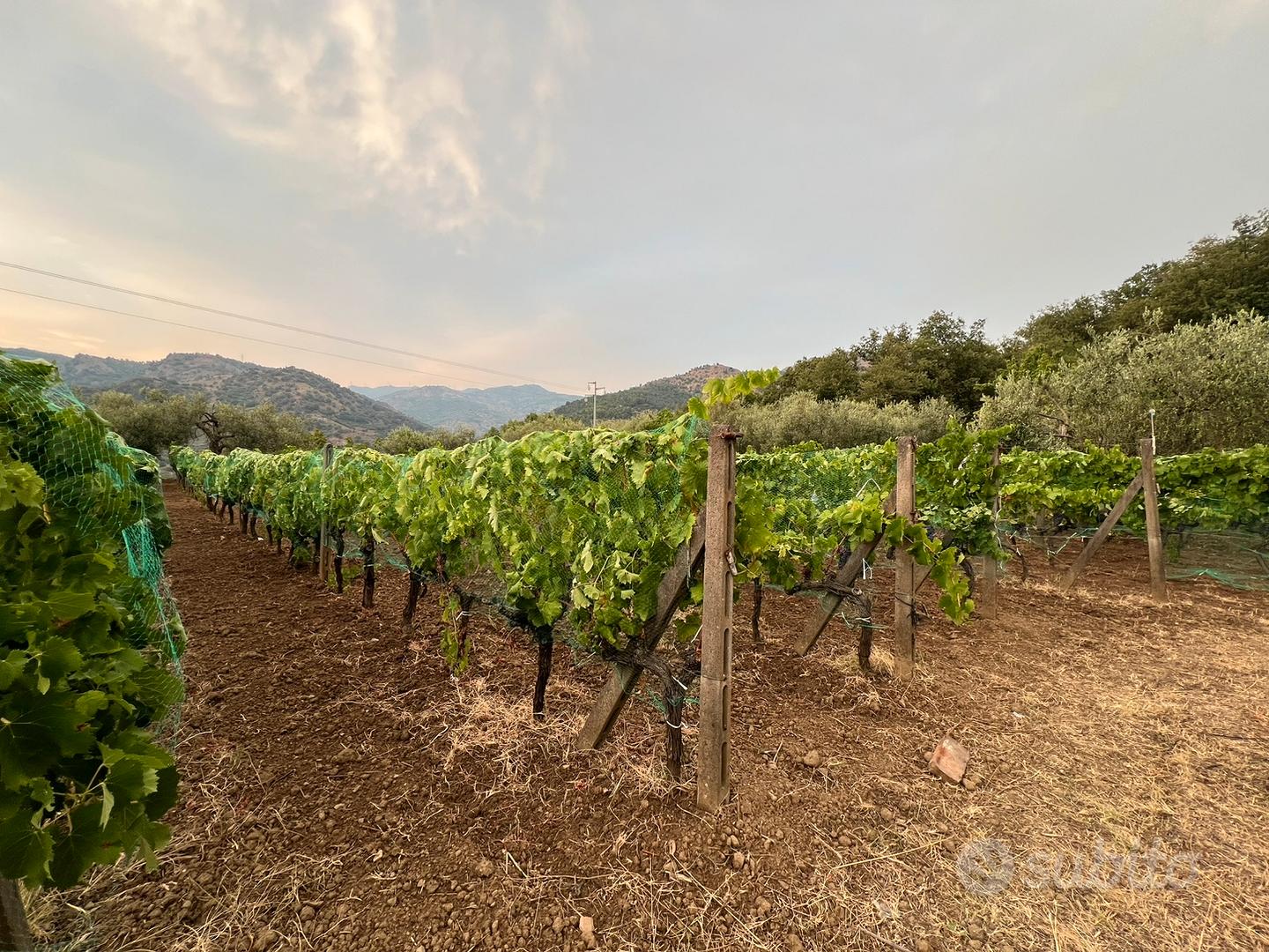 Vigneto con casolare e alberi da frutto - Vista 3