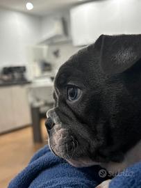 Bulldog francese