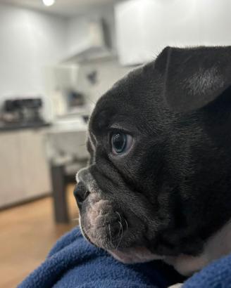 Bulldog francese