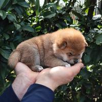 Dolce cucciolo Shiba