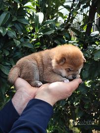 Dolce cucciolo Shiba