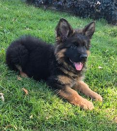 Cucciolo pastore tedesco