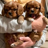 Cucciola cavalier king con Pedigree