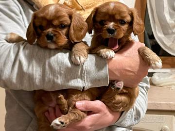 Cucciola cavalier king con Pedigree