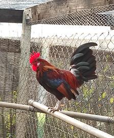 Galline Mugellesi