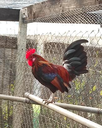 Galline Mugellesi
