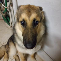 Cucciolo mix pastore tedesco e Alaskan malamute