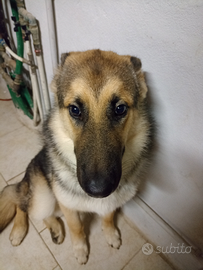 Cucciolo mix pastore tedesco e Alaskan malamute