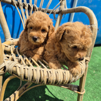 Cuccioli barboncini mini toy