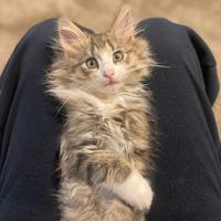 Gatti norvegesi delle foreste