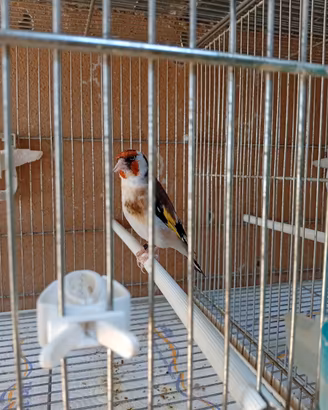 Cardellino