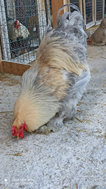 Pulcini Brahma Isabella