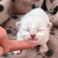 Gattini sacro di birmania