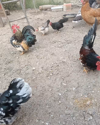 galli nani 