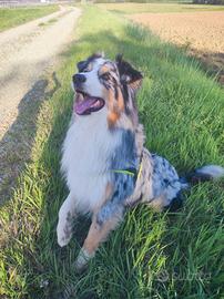 Fidanzata per il nostro cagnolino Nebbia