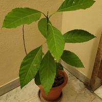 pianta di avocado