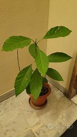 pianta di avocado