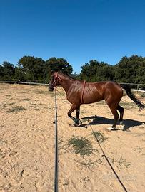 Cavallo