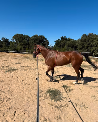 Cavallo