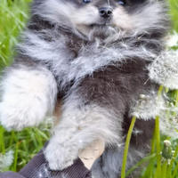 STUPENDO Volpino Pomerania TOY Cucciolo 500 grammi