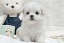 cucciolo-di-maltese-con-pedigree