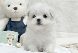 Cucciolo di Maltese con Pedigree
