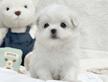 Cucciolo di Maltese con Pedigree