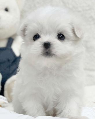 Cucciolo di Maltese con Pedigree