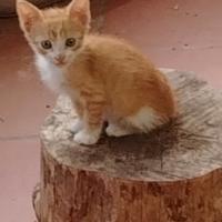 Cuccioli di gatto