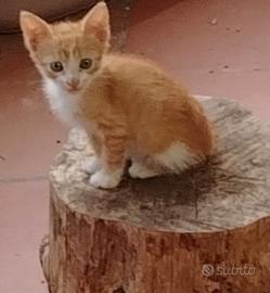 Cuccioli di gatto