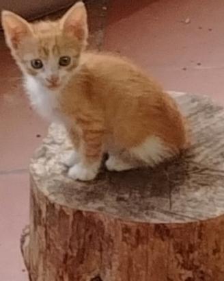 Cuccioli di gatto
