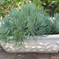 Pianta succulenta - Senecio mandraliscae