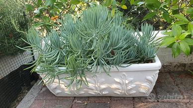 Pianta succulenta - Senecio mandraliscae