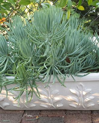 Pianta succulenta - Senecio mandraliscae
