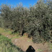 Oliveto