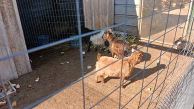 Capretti maschi tibetani