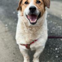 SISSY, dolcissima timidona zampacorta