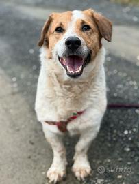 SISSY, dolcissima timidona zampacorta