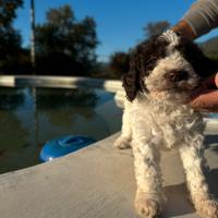 Cuccioli di Lagotto Romagnolo