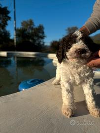 Cuccioli di Lagotto Romagnolo