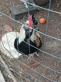 Gallo Faverolles nano