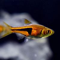 PESCI DA ACQUARIO telefonare per informazioni