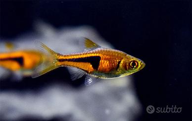 PESCI DA ACQUARIO telefonare per informazioni