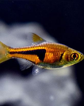 PESCI DA ACQUARIO telefonare per informazioni