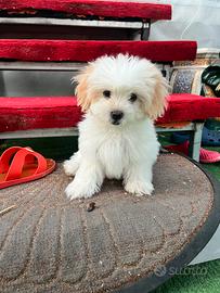 Maltipoo