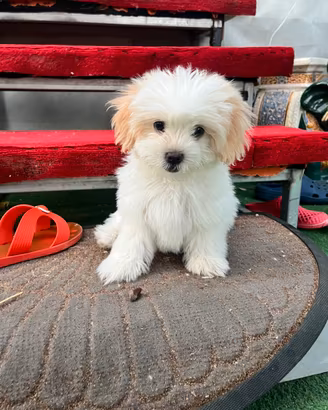 Maltipoo