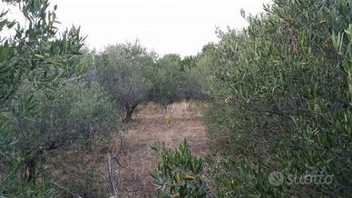 Terreno agricolo 3000 Mq con recinzione