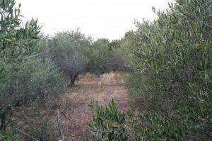 Terreno agricolo 3000 Mq con recinzione