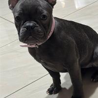 Bulldog francese