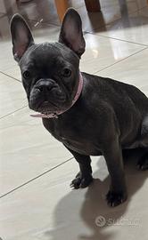 Bulldog francese
